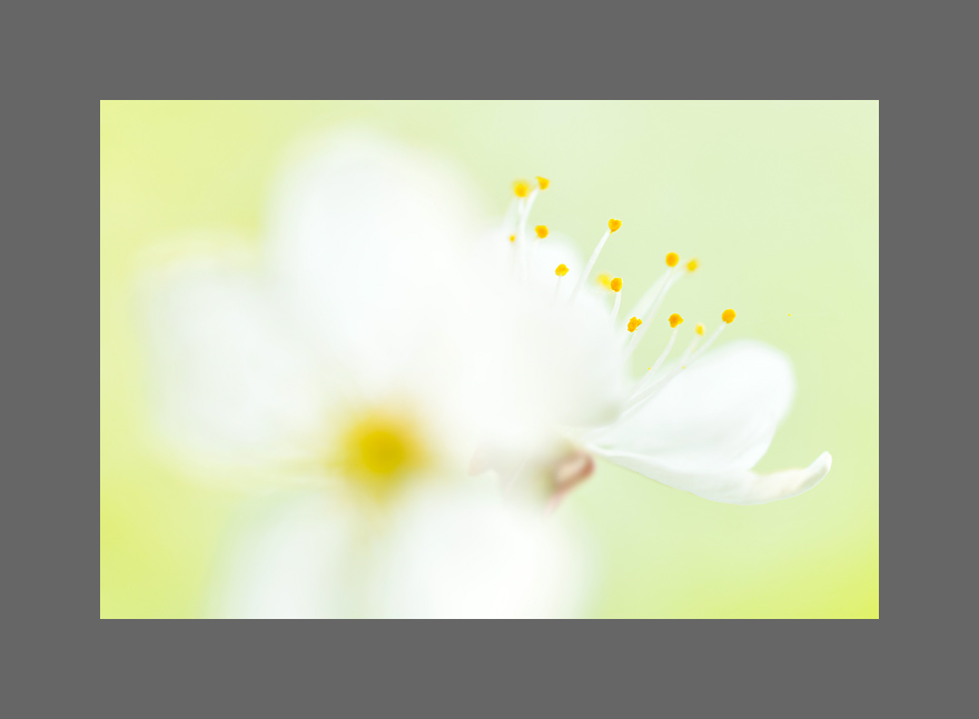Bild des Monats Juni 2018 – Kirschblüte