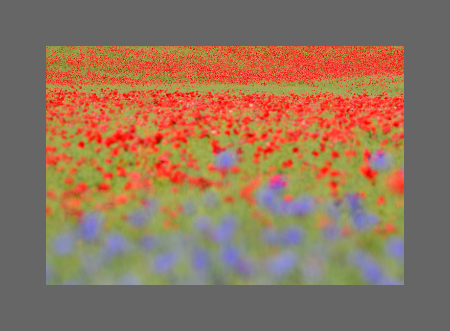 Bild des Monats Juli 2018 - Mohn und Kornblumen - Auf Rügen