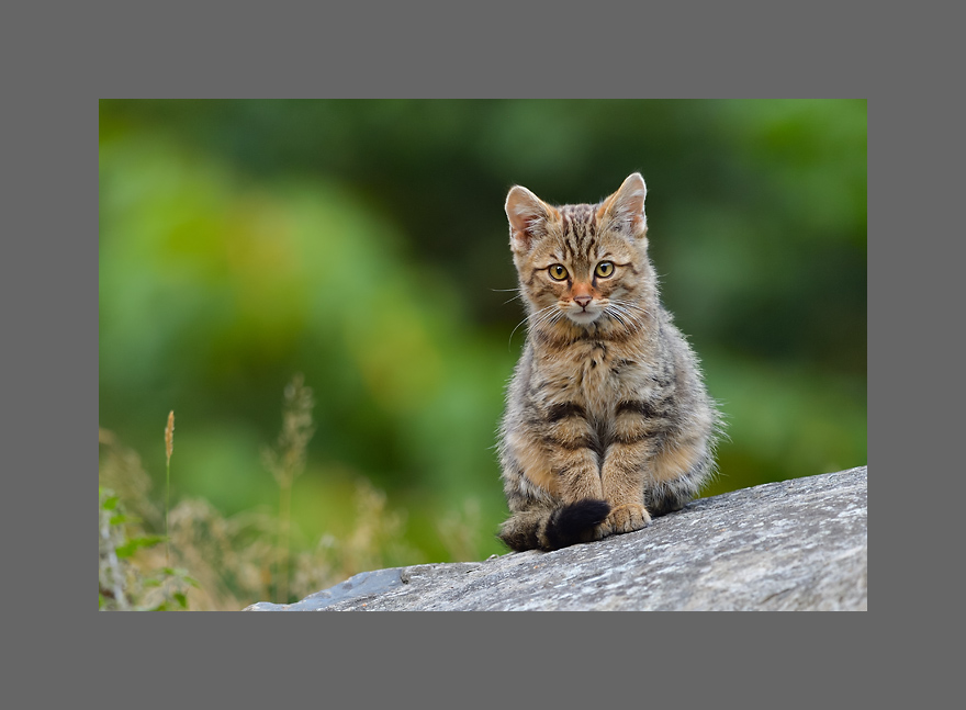 Bild des Monats Oktober 2018 - Junge Wildkatze (c)