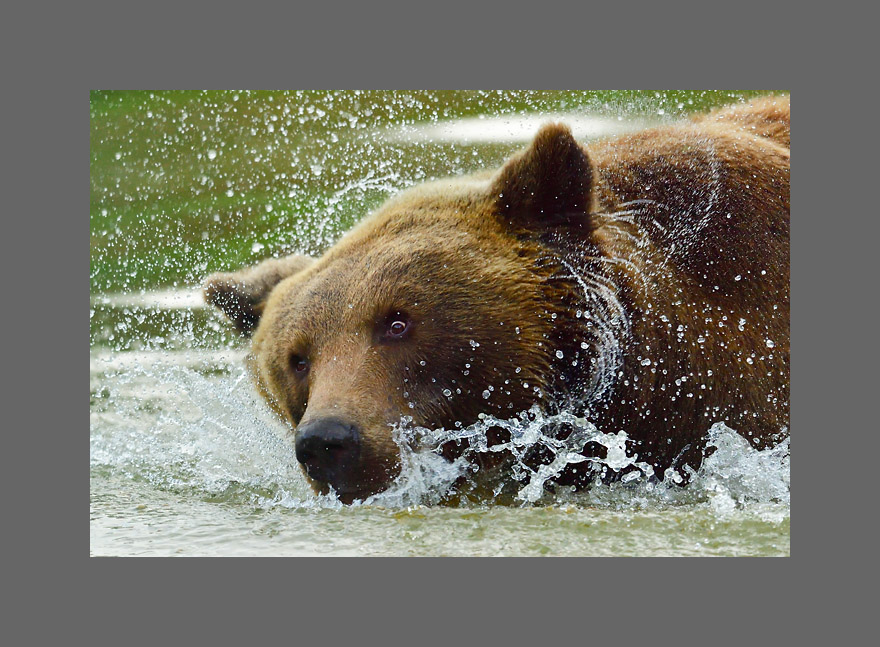 Bild des Monats November 2018 - Braunbär (c)