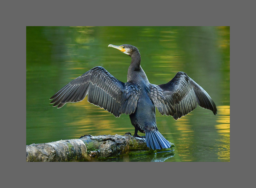Bild des Monats Oktober 2019 – Kormoran - Ein junger Kormoran lässt sein Gefieder trocknen.