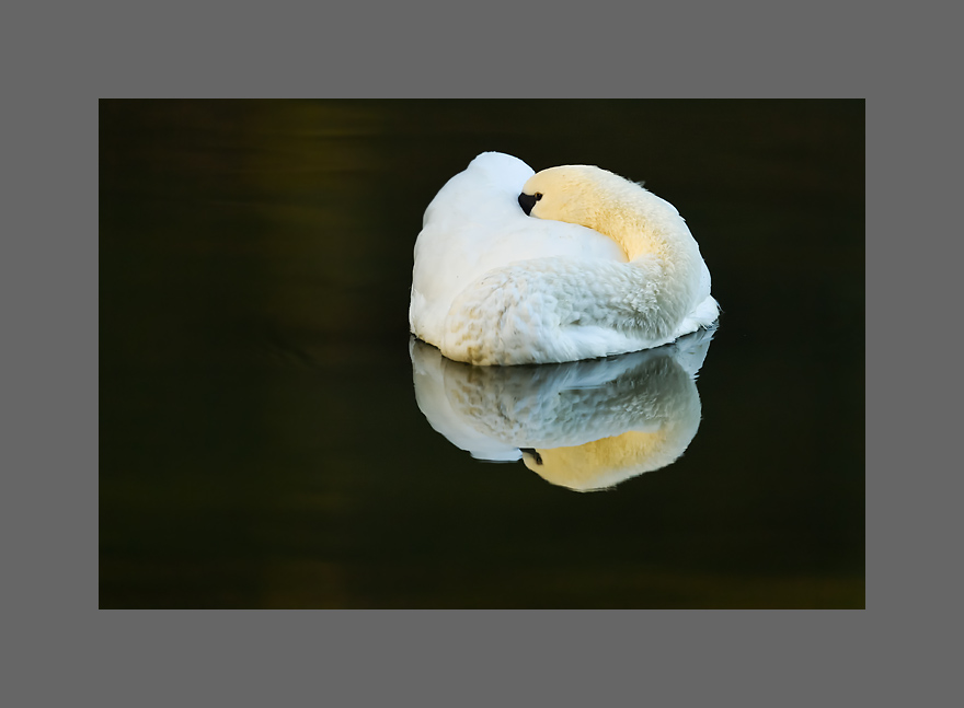 Bild des Monats November 2019 - Höckerschwan