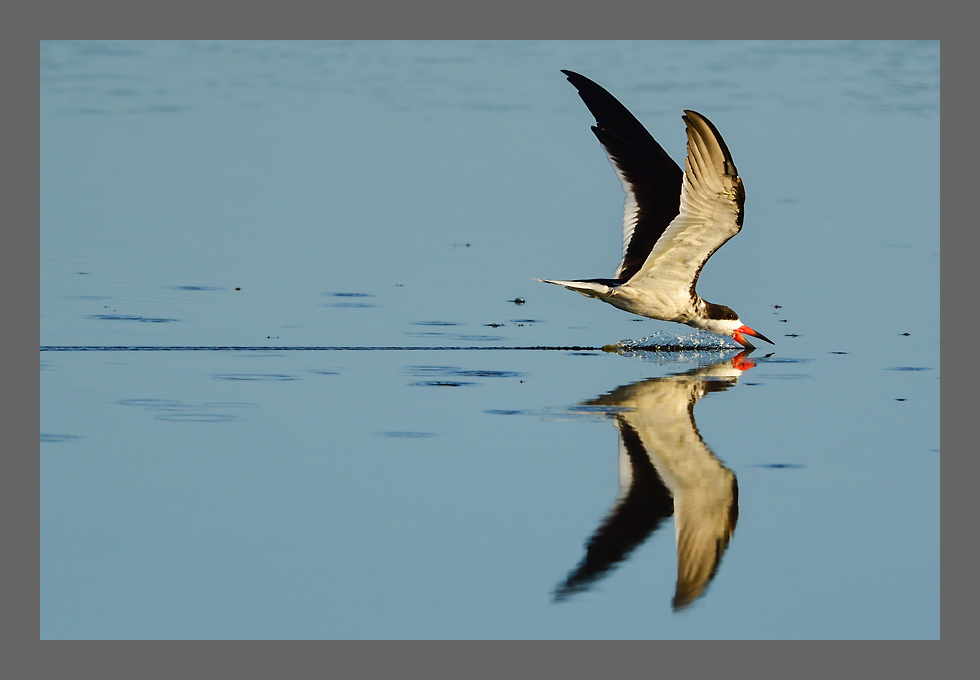 Bild des Monats April 2022 – Skimmer (Rynchops nigra) - Trauerscherenschnabel beim Jagen – Merritt Island Refuge, Florida