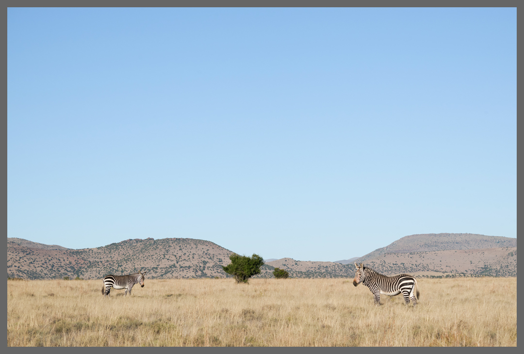 Bergzebras auf der Hochebene - Ausgetrocknetes Land (2024)