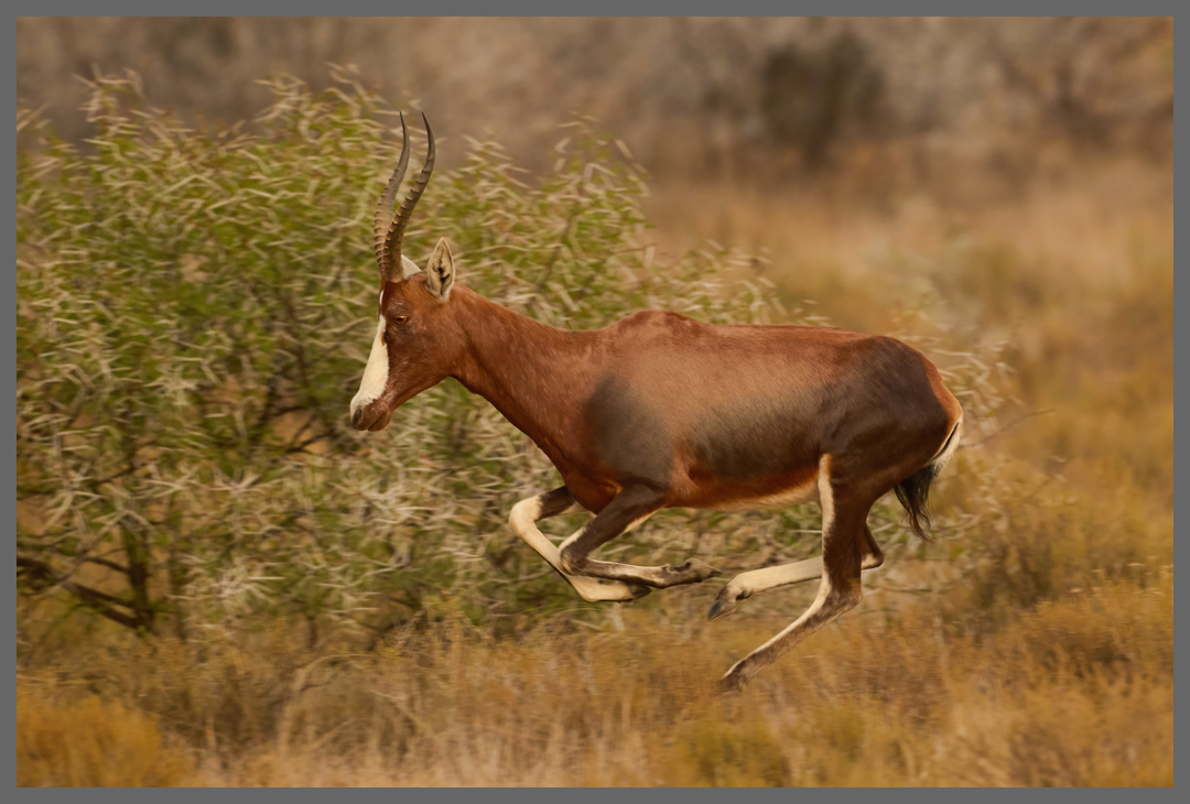 Flüchtender Blessbock