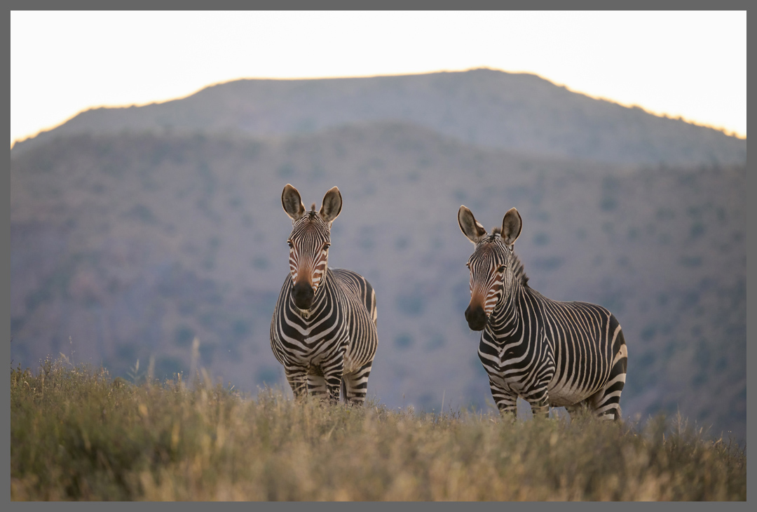 Neugierig - Typisch für Bergzebras ist auch die Braunfärbung über der Nase.