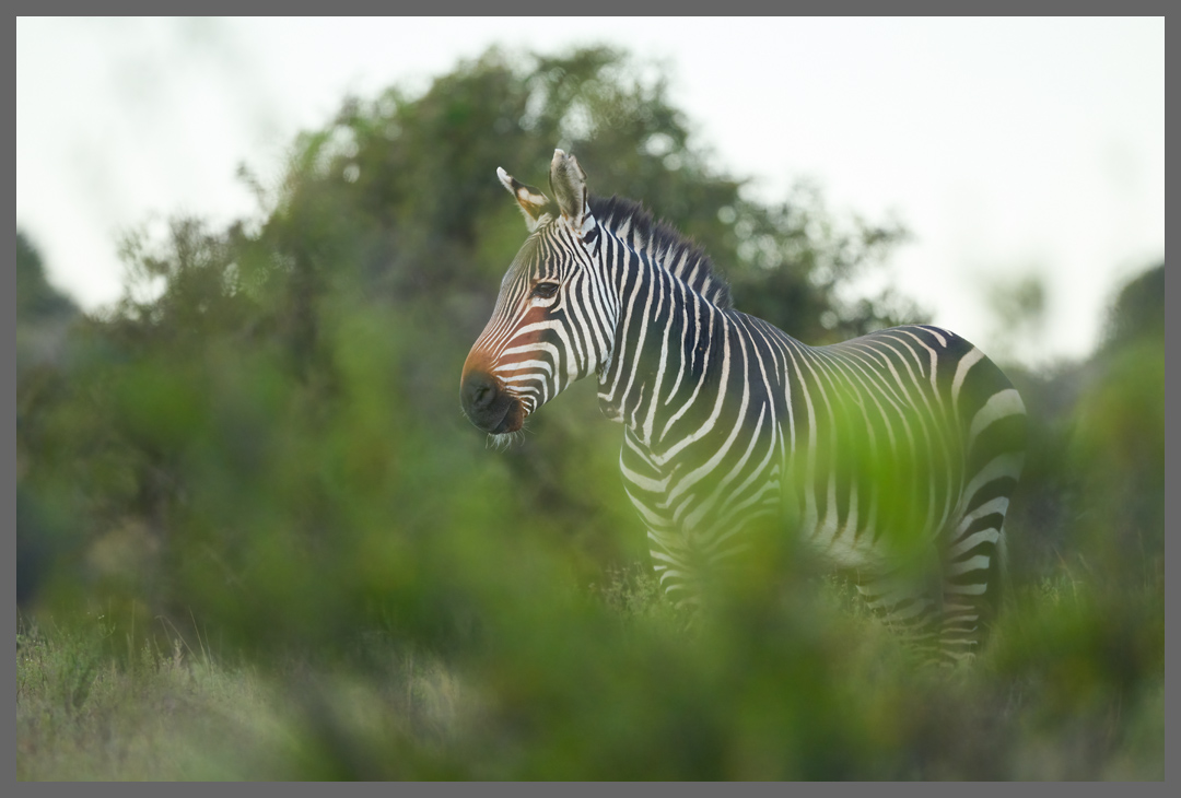 Kap-Bergzebra - Im Vergleich zum Steppenzebra sind die Bergzebras etwas kleiner, ihr Bauch ist nicht gezeichnet und es hat keine Schattenstreifen.