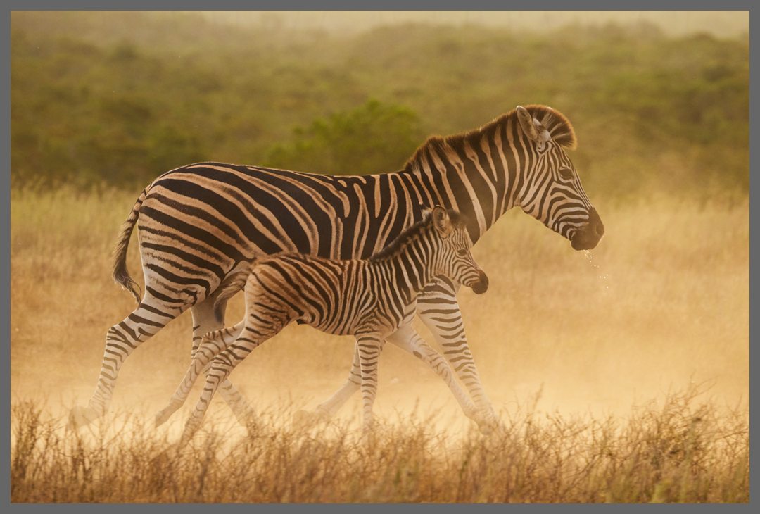 Jetzt schnell weg - Ängstliche Steppenzebras beim Verlassen der Wasserstelle. Im Vergleich zu Bergzebras (s.u.) ist bei ihnen auch der Bauch gezeichnet.