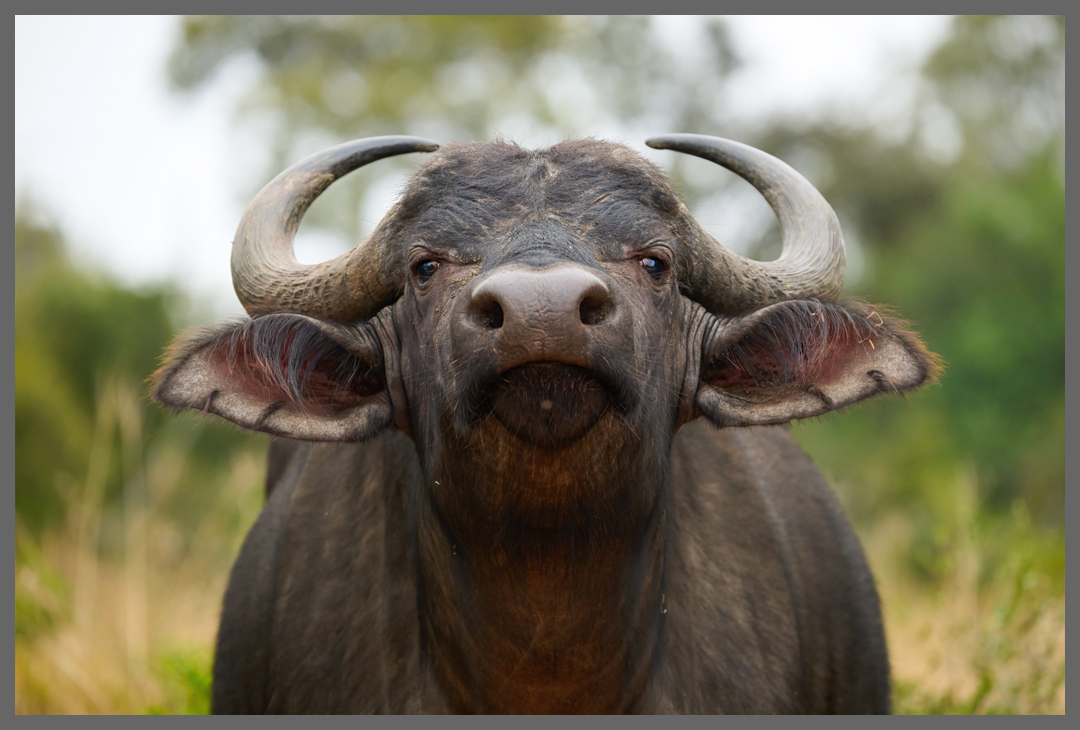 Der Wächter - Ein Büffel schützt seine relativ kleine Herde mit Jungtieren.