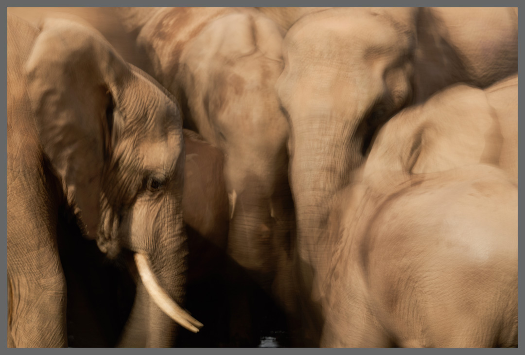 Gedränge um eine kleine Wasserstelle