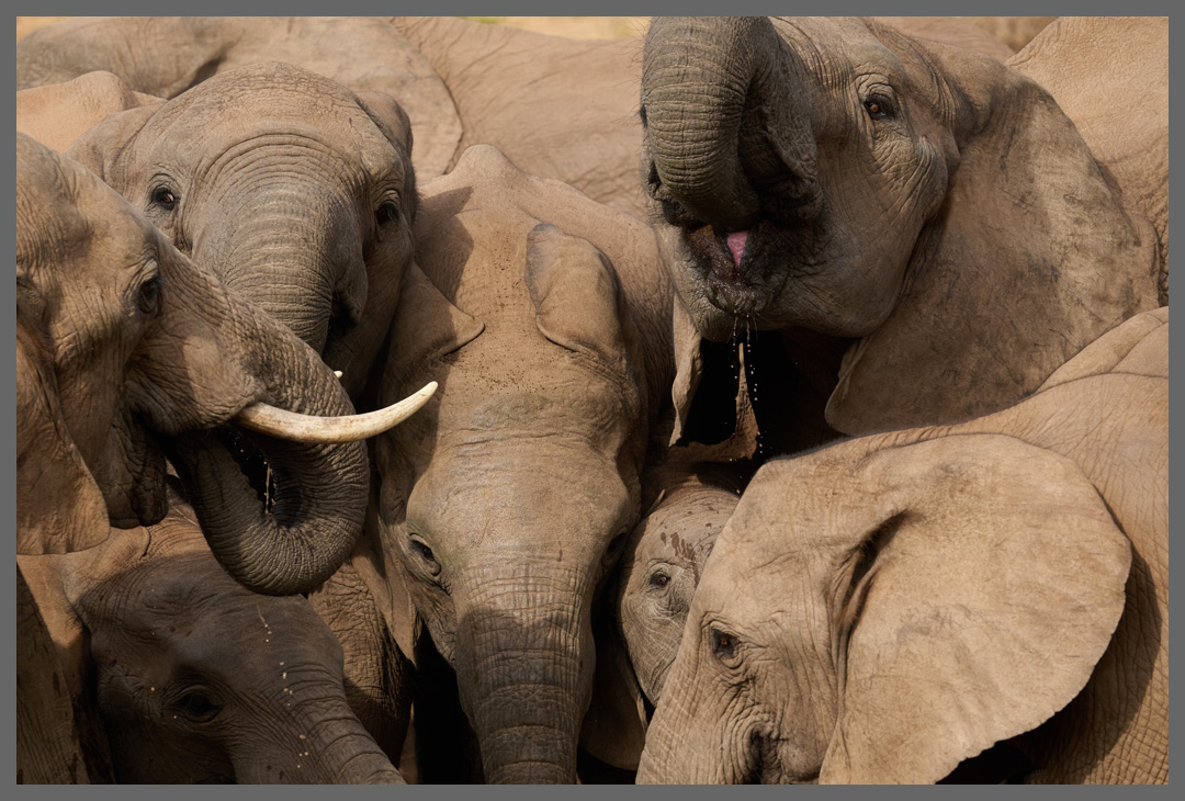 Nur im Norden des Addo NP gibt es Teiche zum Baden. Weiter südlich müssen sich die Elefanten mit kleinen Wasserstellen begnügen.