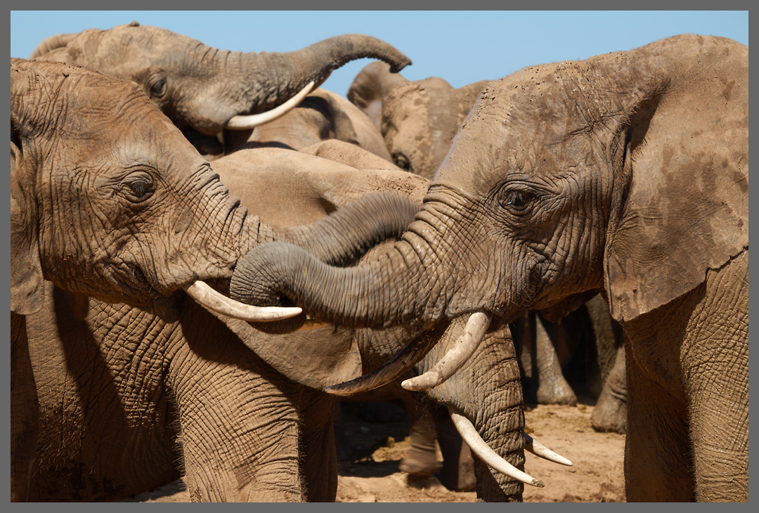 Begrüßung I - An den Wasserstellen gibt es teilweise Gedränge.