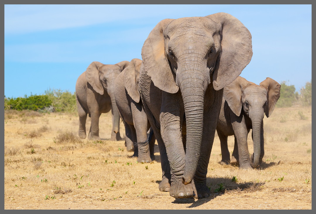 Auf dem Weg zur Wasserstelle - Der NP wurde 1931 zum Schutz der letzten elf Kap-Elefanten gegründet. Immer mehr Addo-Elefanten kamen ohne Stoßzähne zur Welt, weswegen die Population mit Elefanten aus dem Kruger NP gemischt wurde. Die Elefanten des Addo NP sind wenig scheu und lassen sehr kurze Distanzen zu Autos zu.