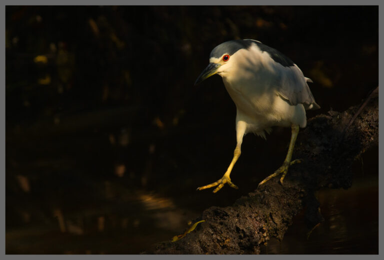 Scheuer Geselle - Nachtreiher (Black Crowned Night-Heron) im Ding Darling National Wildlife Refuge