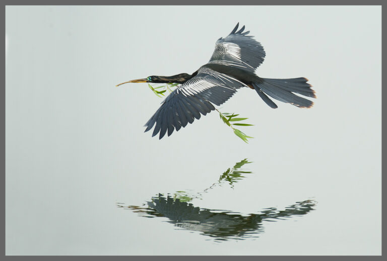 Anhinga besorgt Nistmaterial - Audubon Rookery