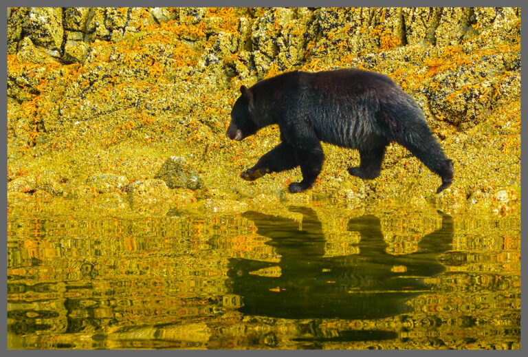 Schwebebär - Schwarzbär im Clayoquot Sound