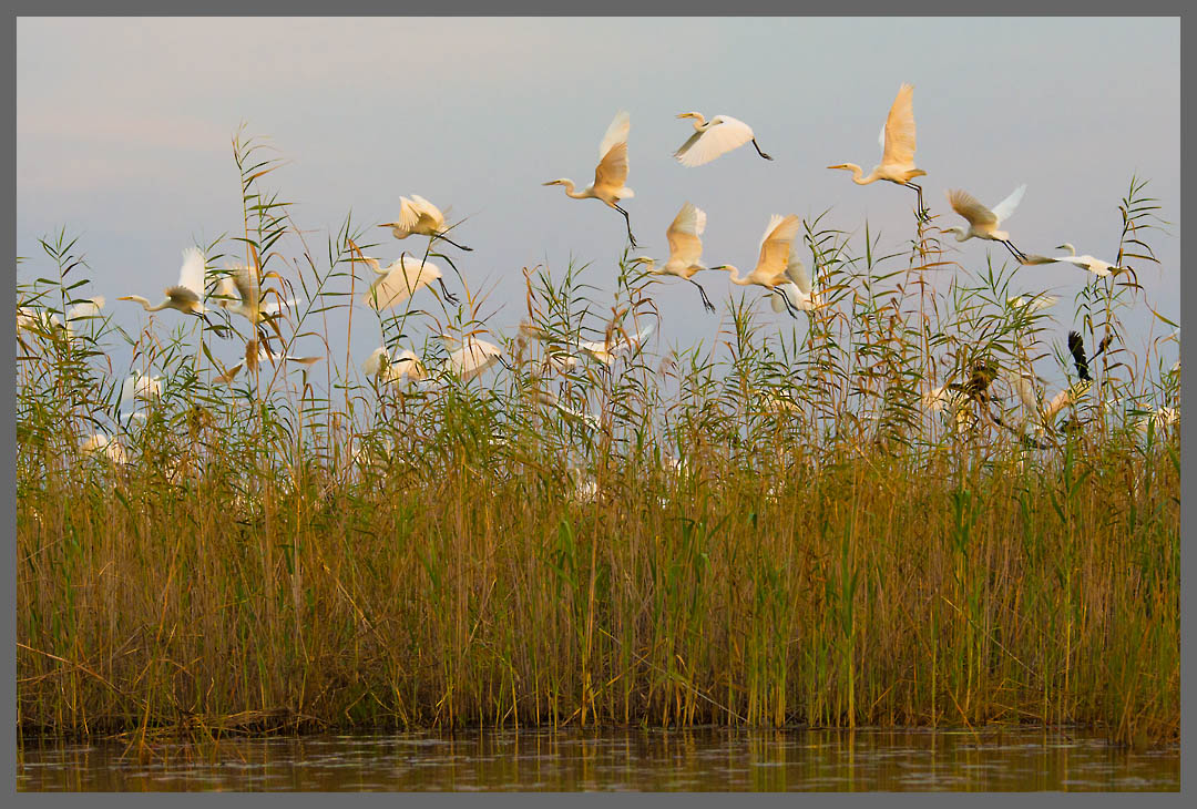 Silberreiher - In diesem Schilfgürtel haben Hunderte von Reihern und Kormoranen übernachtet.