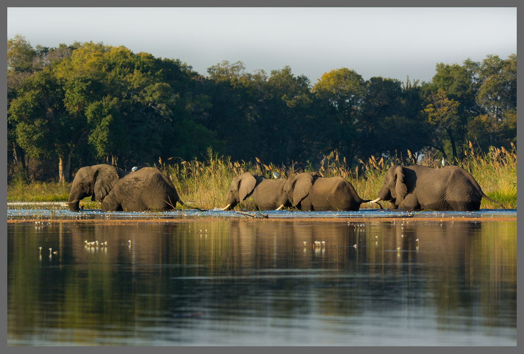 Einer nach dem Anderen - Elefanten durchqueren einen Arm des Okavango-Deltas.