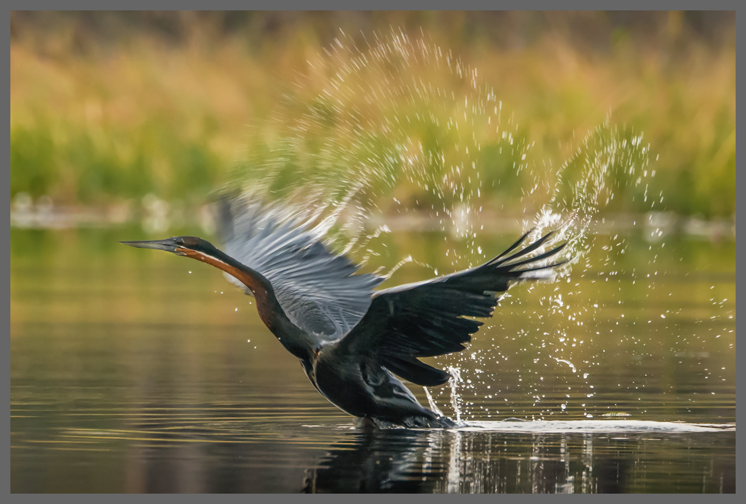 Schlangenhalsvogel startet - Darter in Action