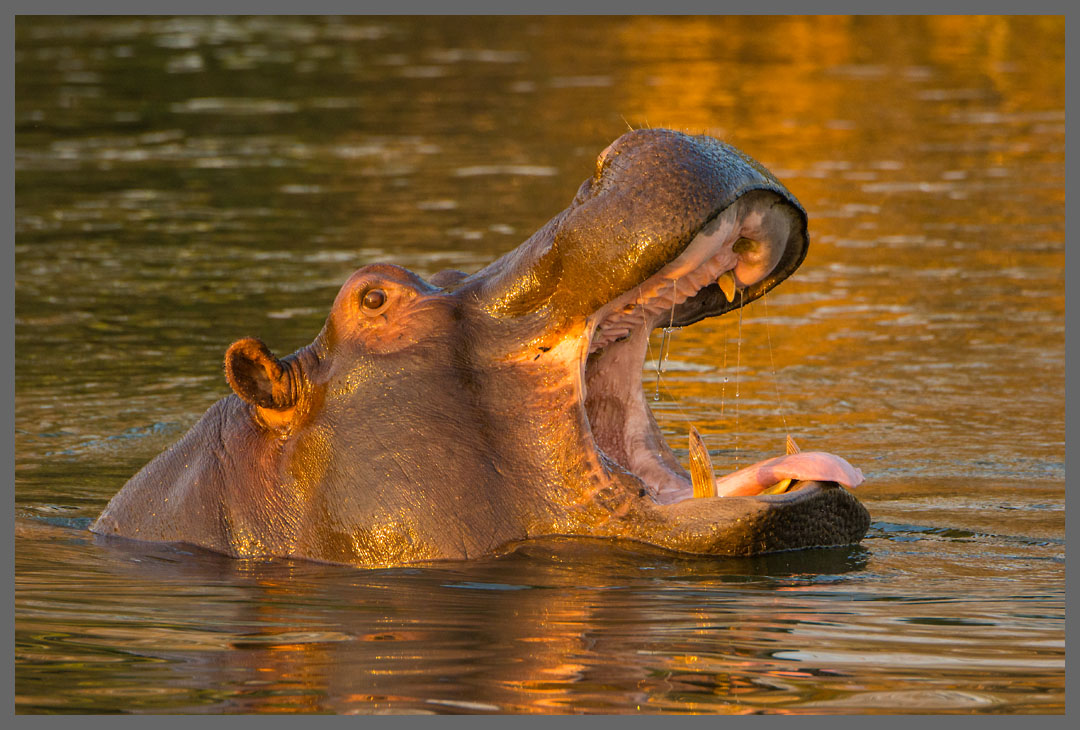 Gähnendes Flußpferd - Abends werden die nachtaktiven Pflanzenfresser munter.