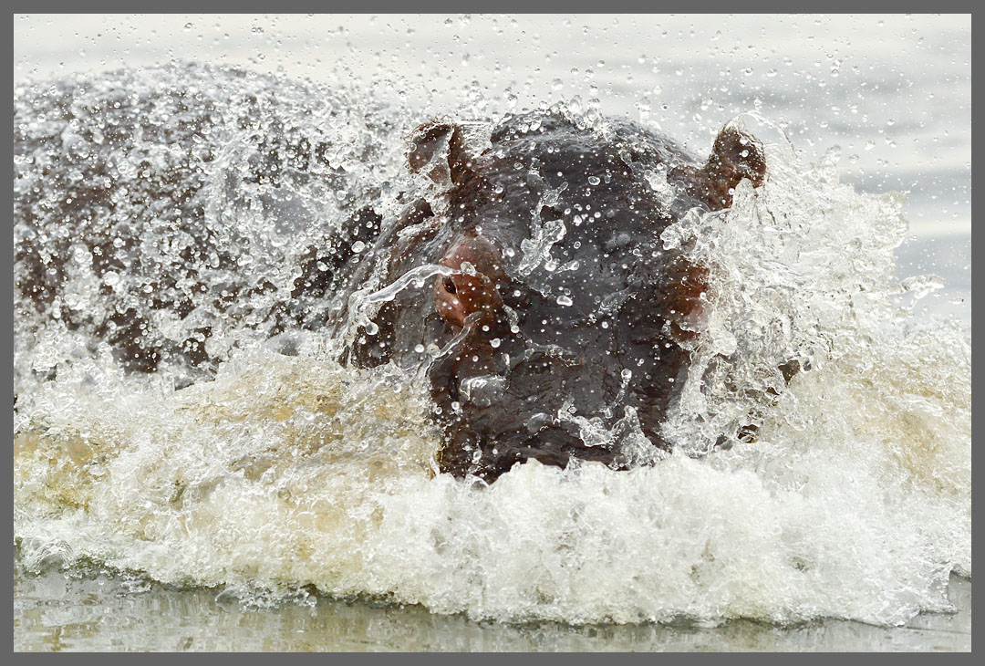 Hippo attackiert
