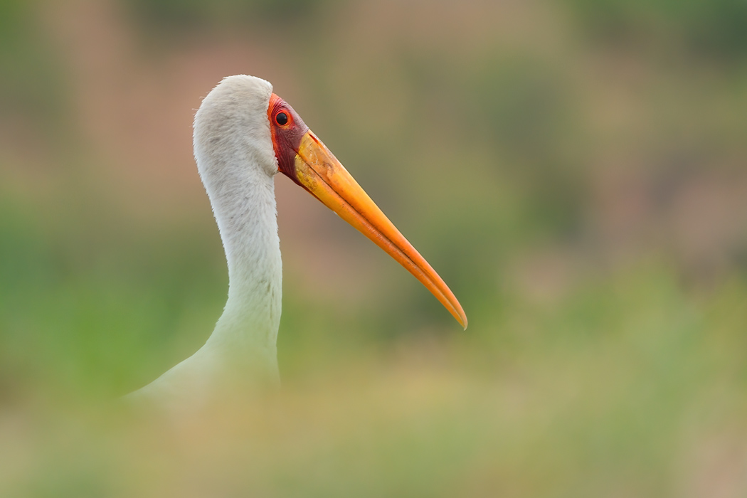 Nimmersatt (Yellow-billed Stork) - Am Chobe River, Chobe NP