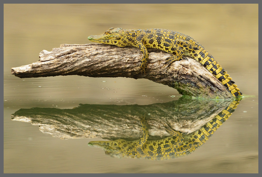Junges Nilkrokodil - Am Chobe River, Chobe NP