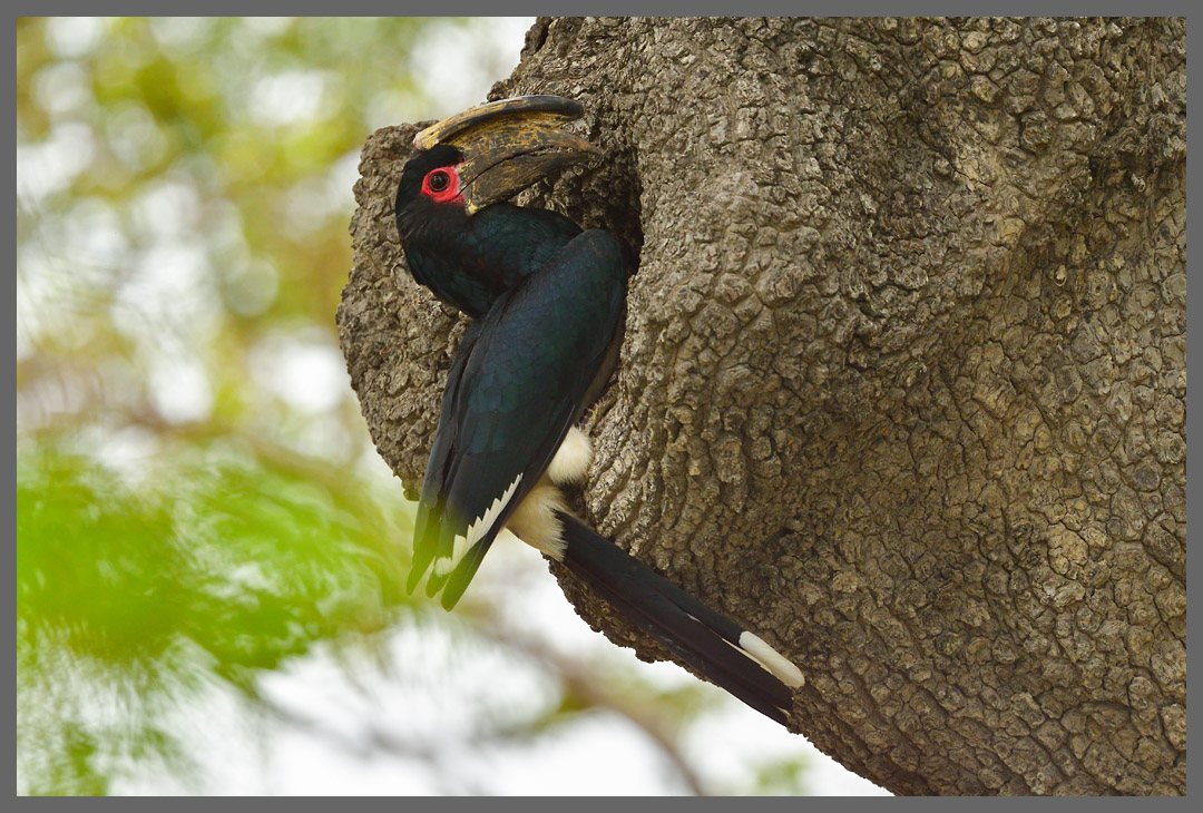 Trompeterhornvogel - Mehr als drei Monate füttert das Männchen das in einer Baumhöhle brütende Weibchen. Am Chobe River im Chobe NP