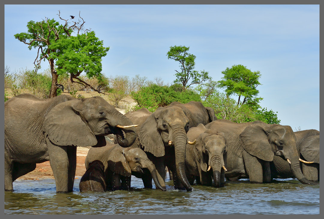 Elefanten im Chobe NP I - Der Chobe NP ist für seine große Elefantenpopulation bekannt.