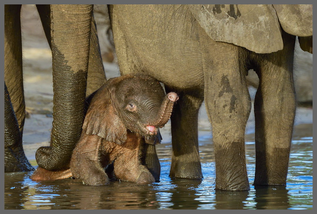 Elefanten im Chobe NP III