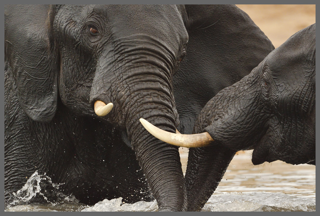 Elefanten im Chobe NP IV