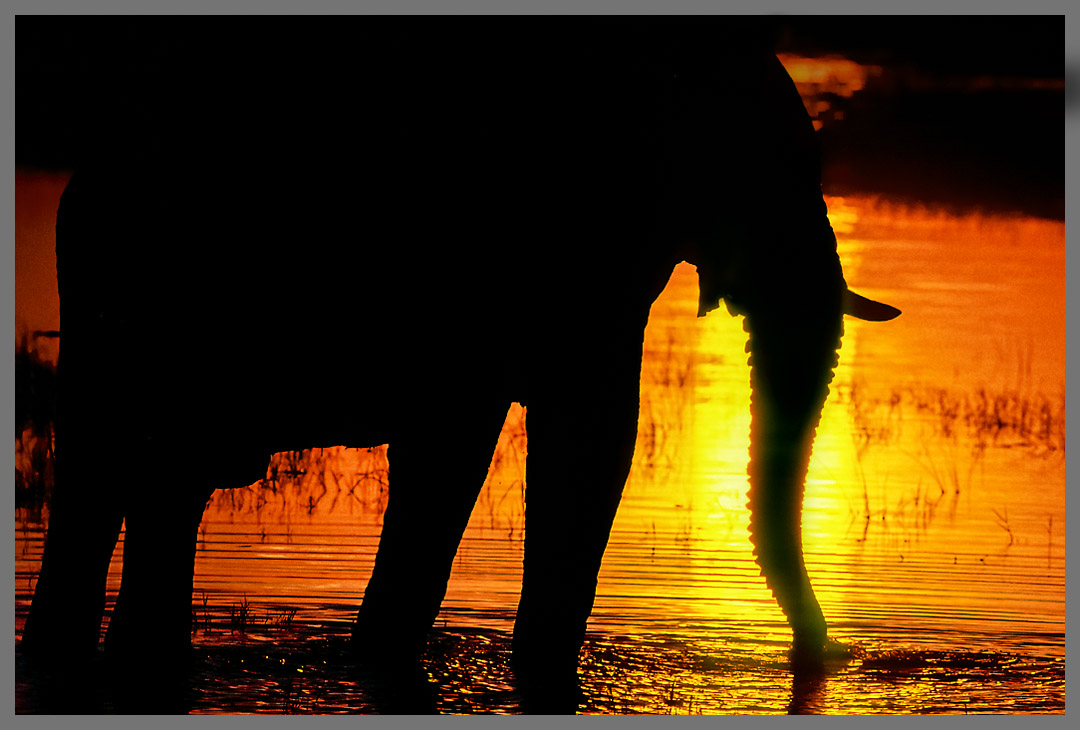 Elefanten im Chobe NP V - Dia von 1997