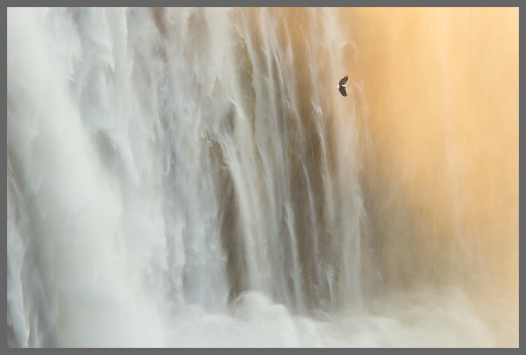 Victoria Falls III - Ein Schreiseeadler patrolliert.