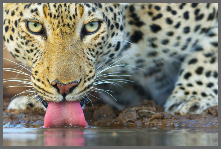 Leopardin - Zimanga Farm