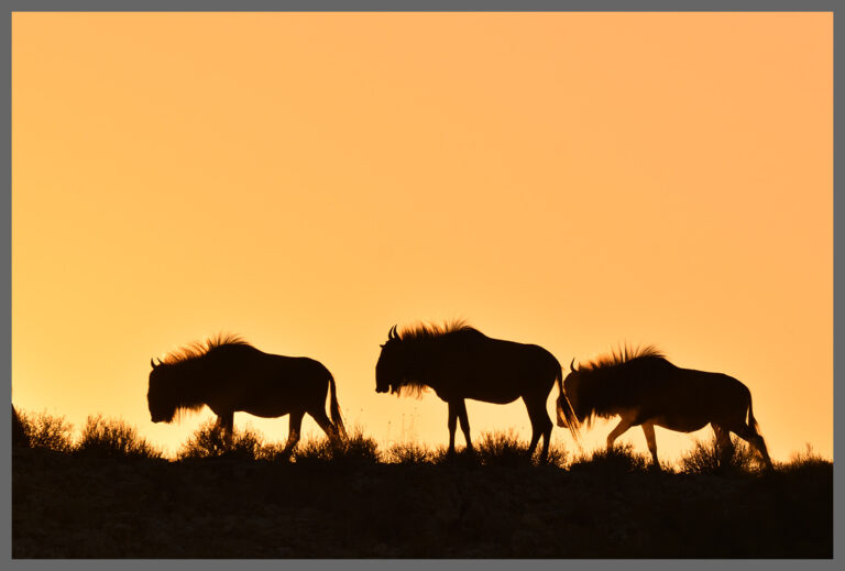 Gnus bei Sonnenuntergang - Auob-Tal