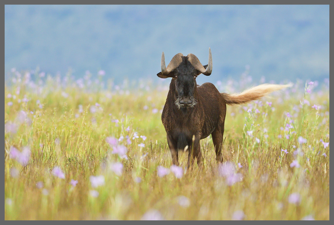 Weißschwanzgnu - November 2020: Die Hochebene blüht auf.