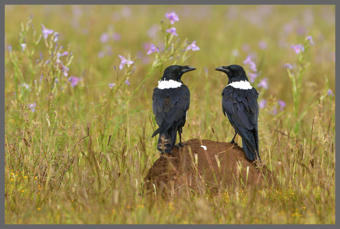 Zuneigung - Schildraben
