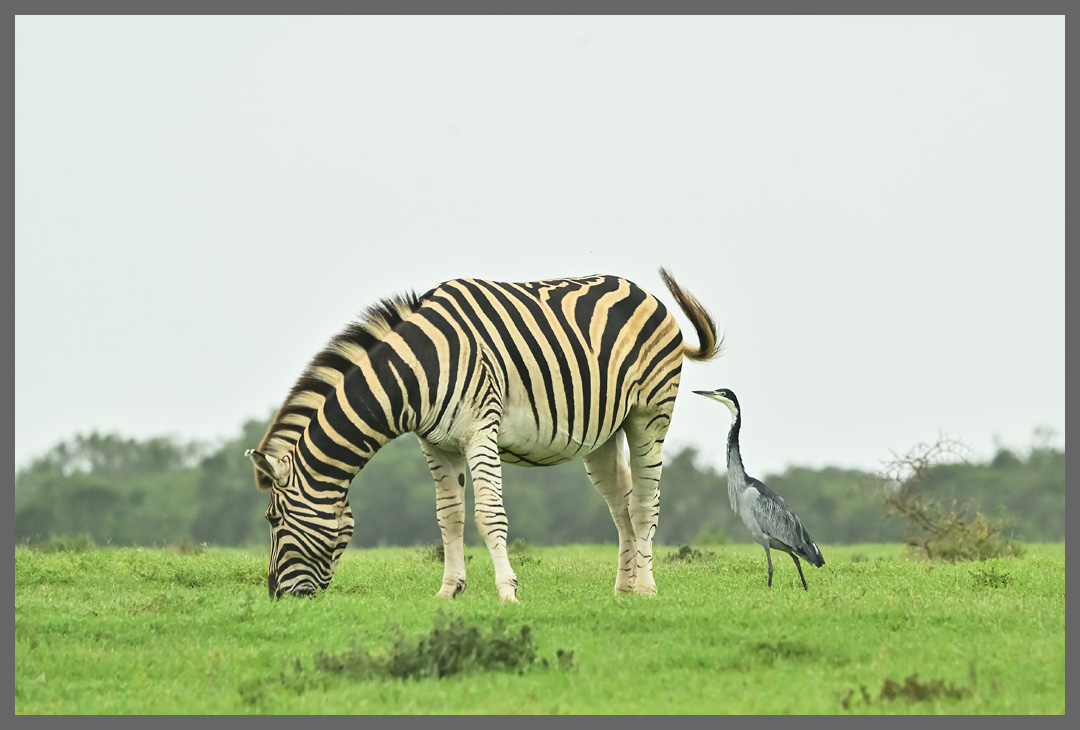 Schwarzhalsreiher auf der Suche - 2020 war auch der nördliche Teil des Addo sehr grün.