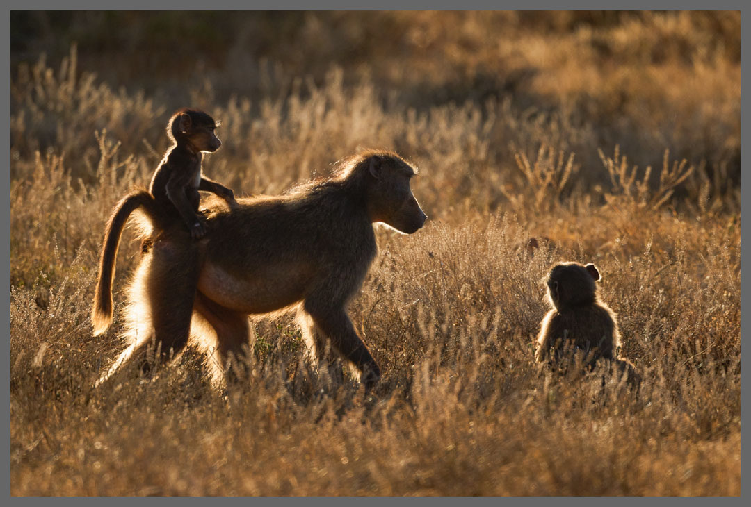 Auf geht´s - Steppenpaviane ziehen morgens los.