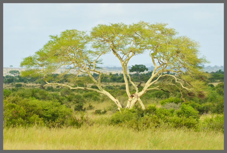 Fieberbaum