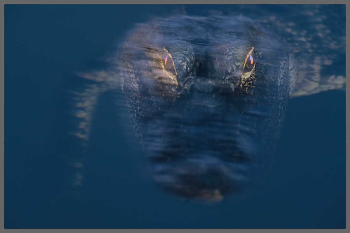 Natur, Ansicht, Florida Alligator