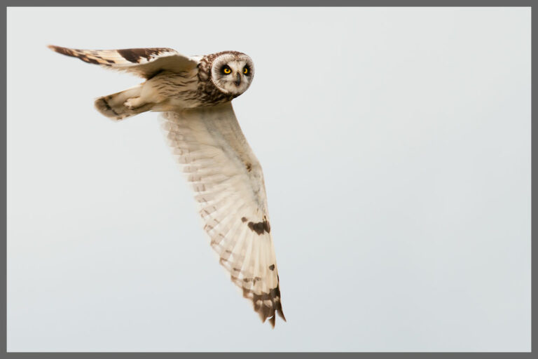 Niederlande: Insel Texel