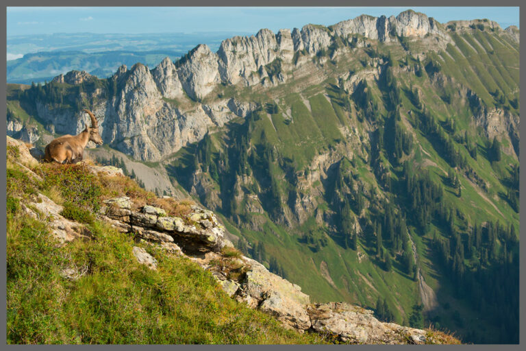 Schweiz: Niederhorn im Berner Oberland