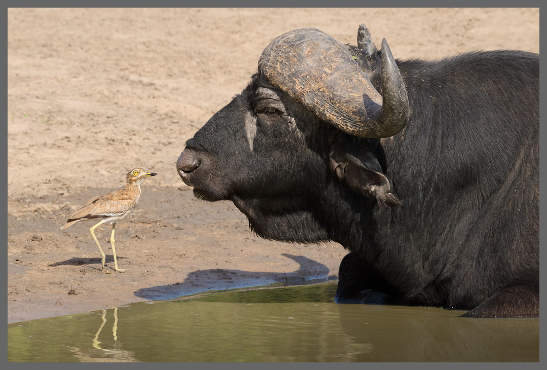 Bild des Monats März 2024 – Triel und Büffel im Kruger NP