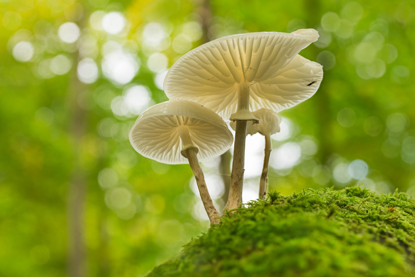 Buchenschleimrübling