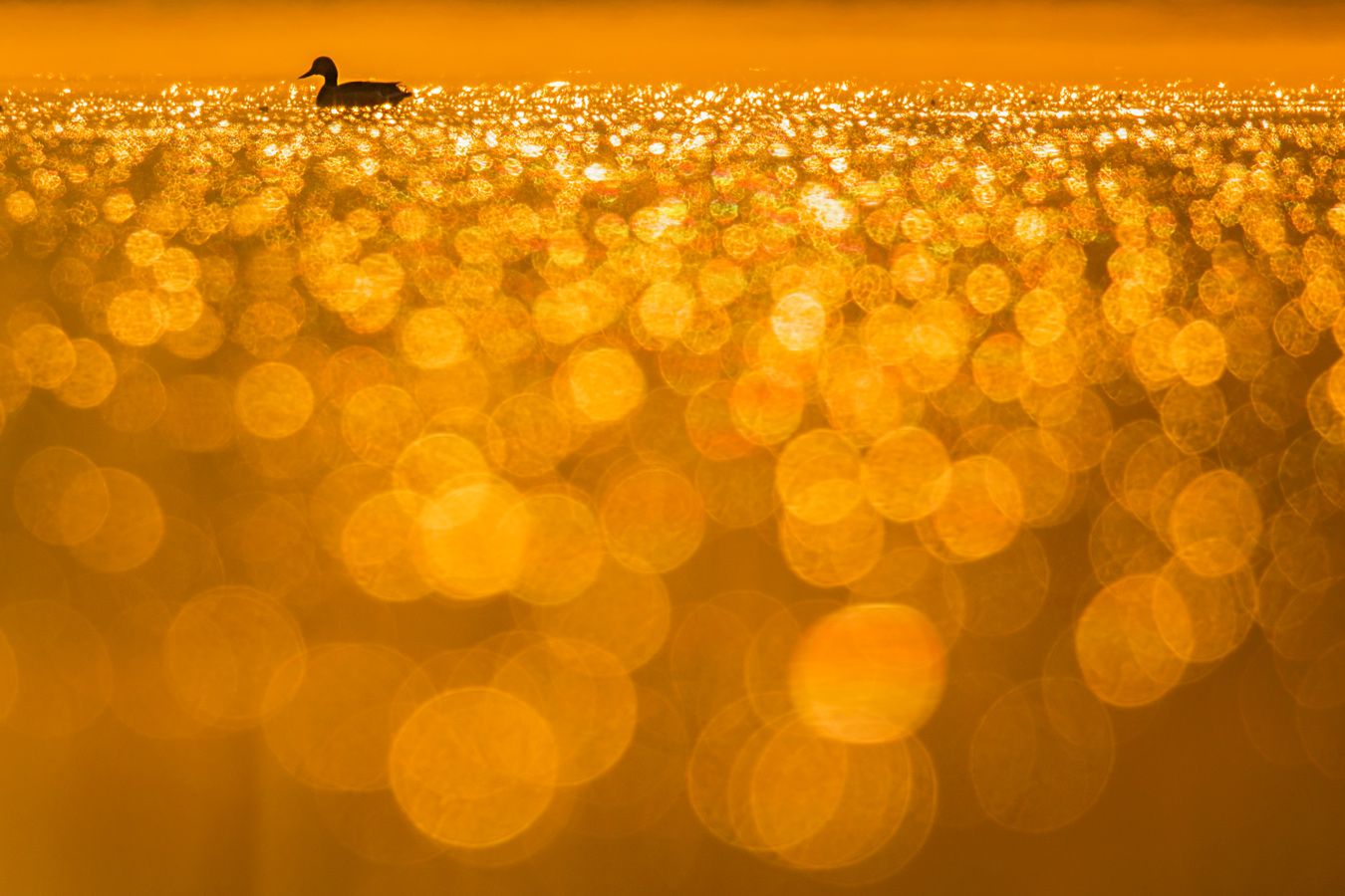 Stockente an der Lahn