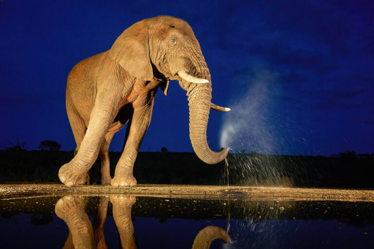 Elefant zur blauen Stunde Zimanga