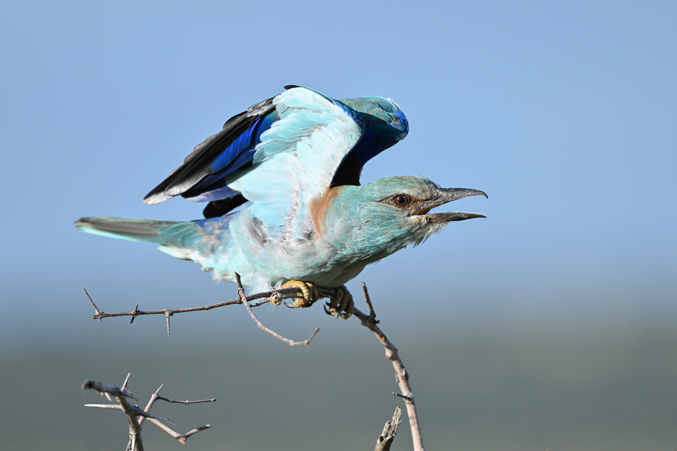 Stretching I. Blauracke. European Roller