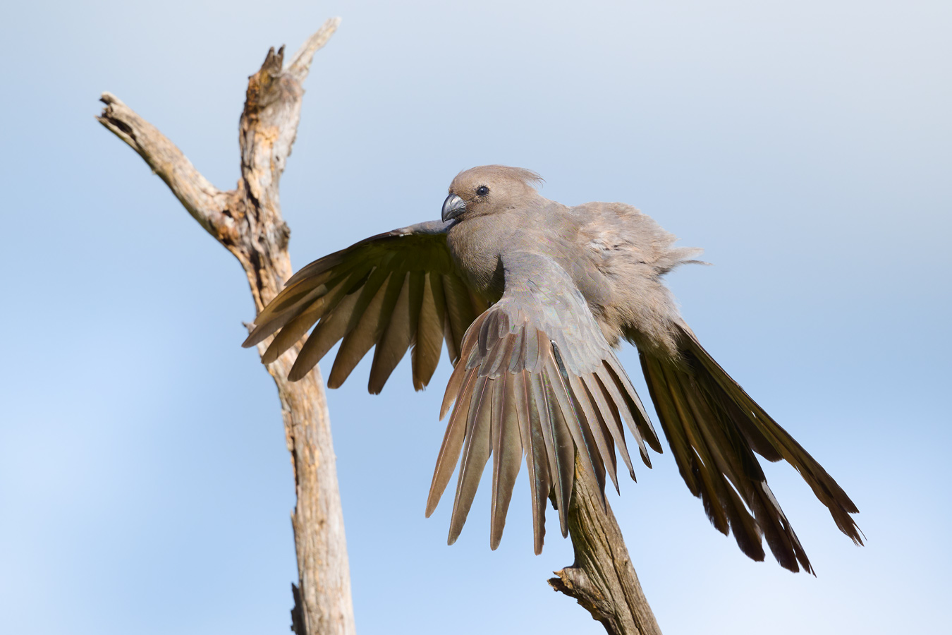 Stretching II. Graulärmvogel, Grey Go-away-bird