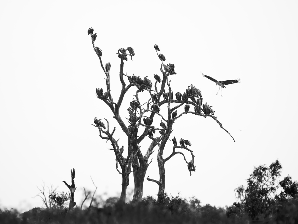 Nanu? Marabu am Geierschlafplatz